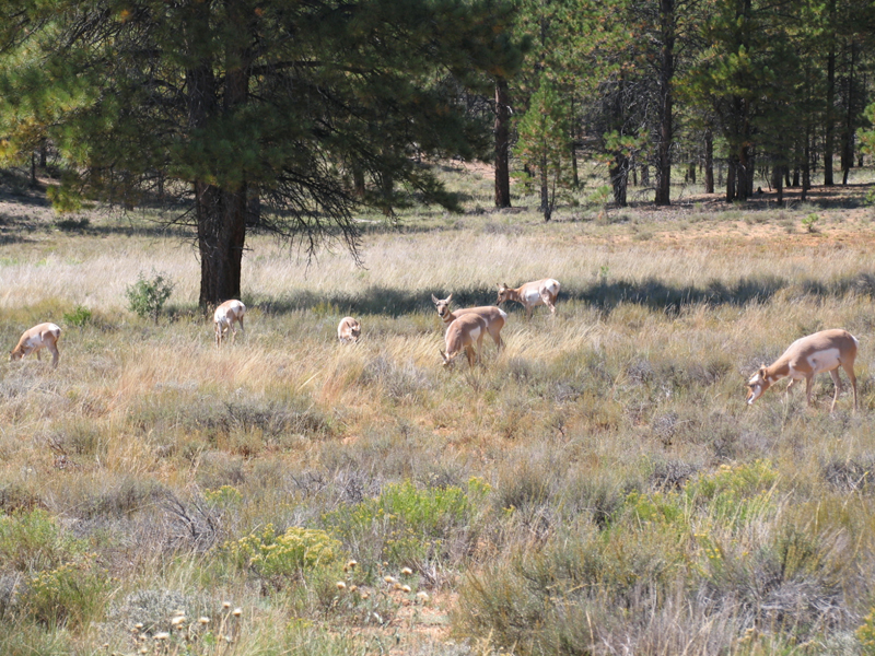 Bryce Canyon 12