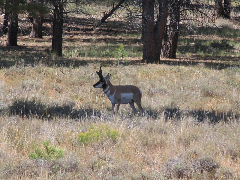 Bryce Canyon 13