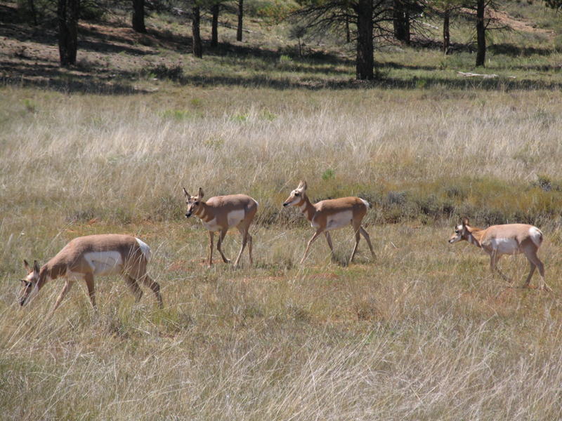 Bryce Canyon 14