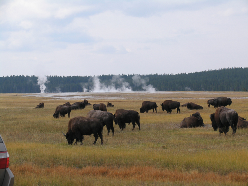 Biscuit Basin 4