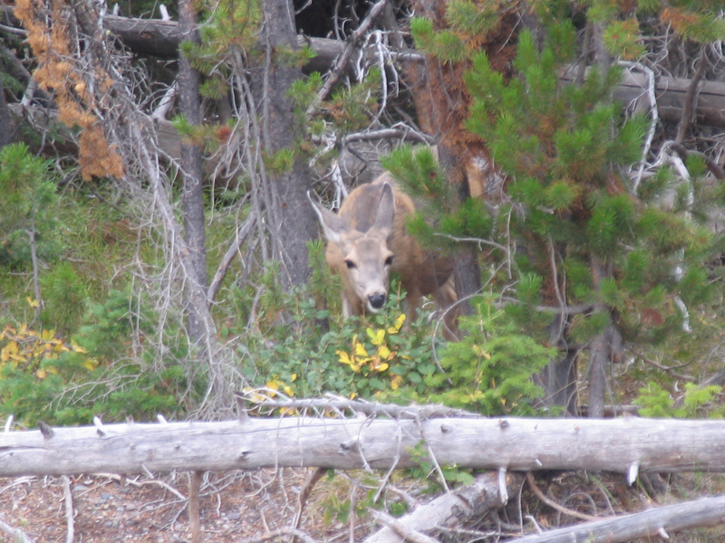Colter Bay 4