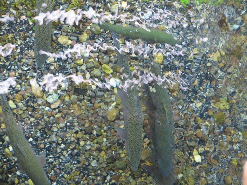 Big Springs 4