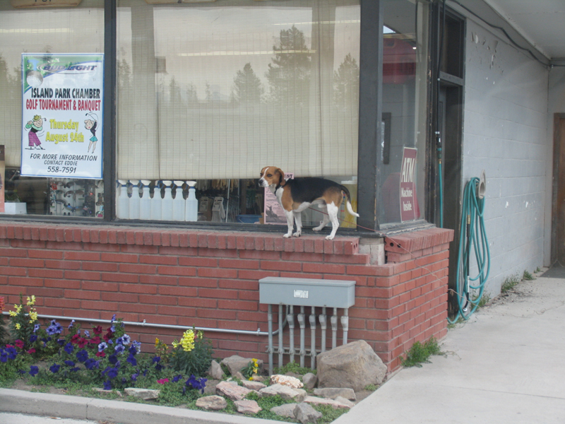 Gas Station Dog