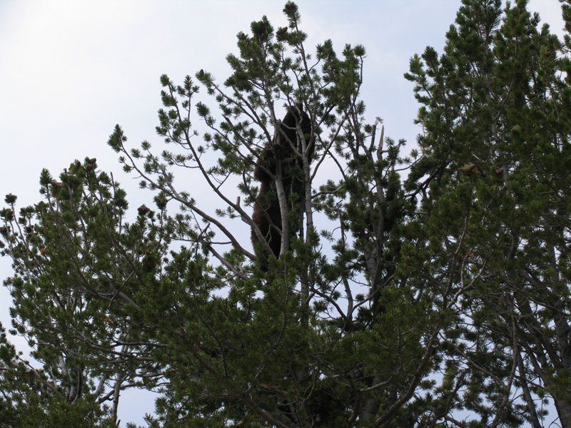 Dunraven Pass 4