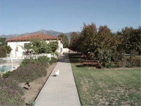 Guest house and yard looking north