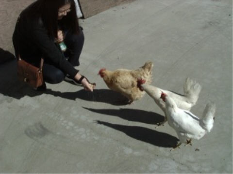 Debbie with chickens