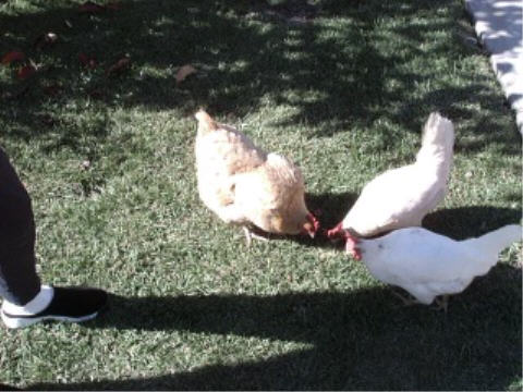 From left to right: Mrs. Howell, Maryanne & Ginger