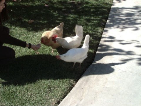 Chickens