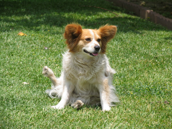 Blue kicking out that leg