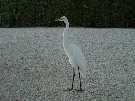 Crane 1