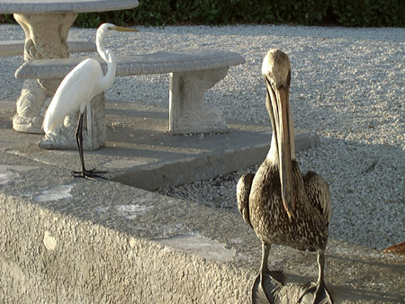 Crane and Pelican