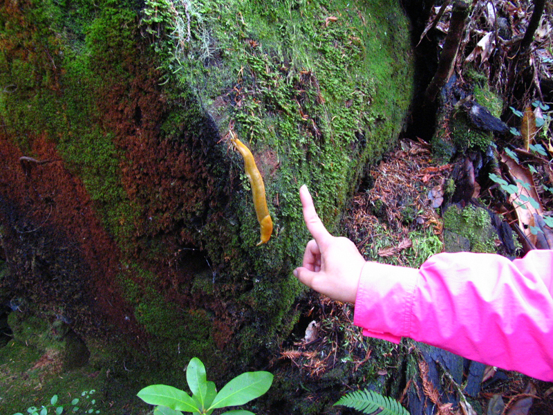 A child points at a banana slug on a mossy rock in Oregon