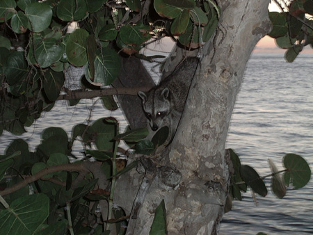 Rudy the Racoon