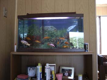 fish