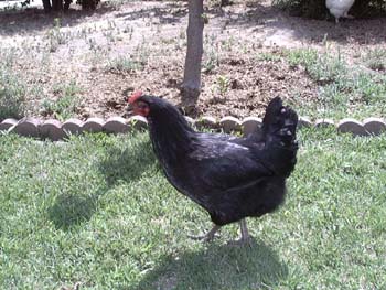 opelia