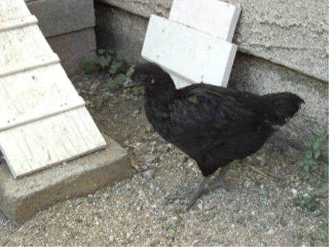 Olga 3/9/2002